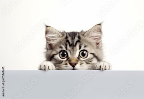 Adorable Siberian Kitten Peeking Out from Behind White Table with Copy Space, Isolated on White Background. Generative AI.