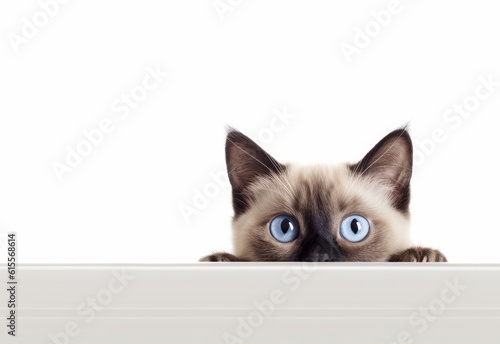 Adorable Siamese-Balinese Kitten Peeking Out from Behind White Table with Copy Space, Isolated on White Background. Generative AI.