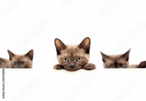 Adorable Siamese-Burmese Kitten Peeking Out from Behind White Table with Copy Space, Isolated on White Background. Generative AI.