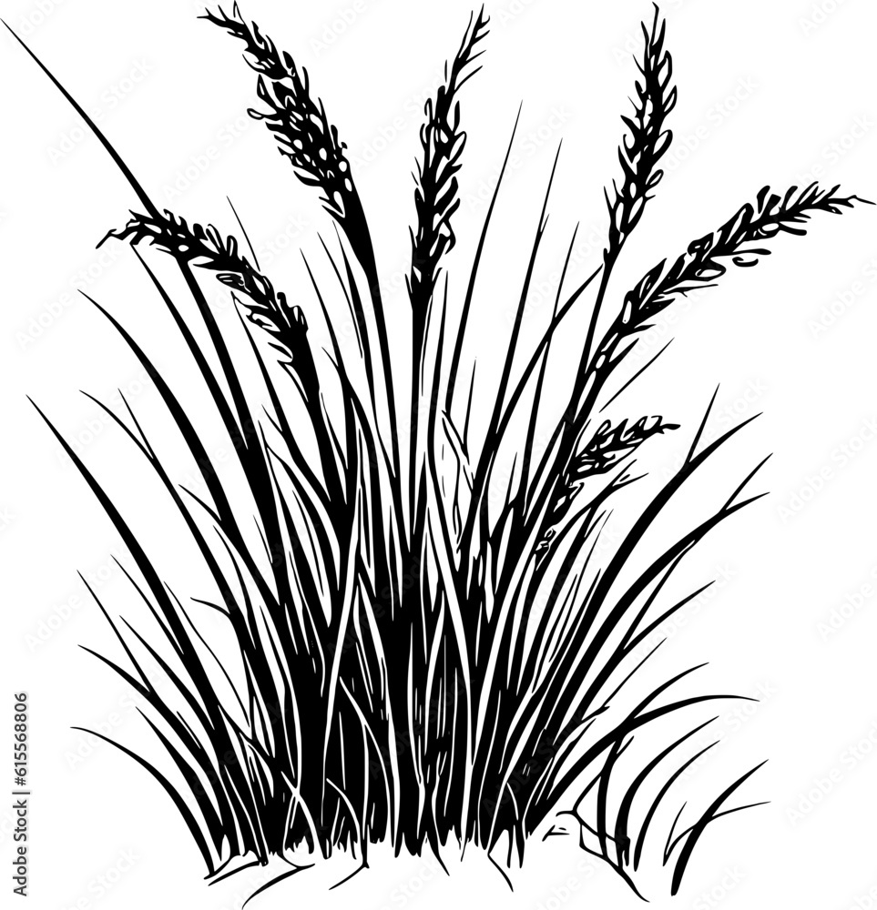 Fototapeta premium Grass Vector