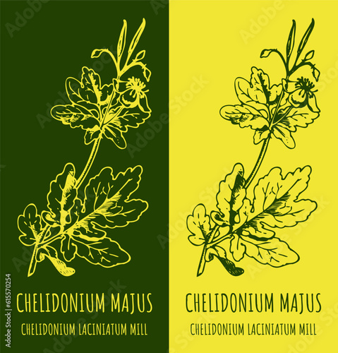 Vector drawings GREATER CELANDINE. Hand drawn illustration. Latin name CHELIDONIUM MAJUS L