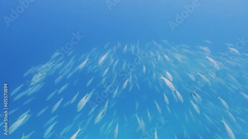 School of yellowfin goatfish swimming over tropical coral in coral garden in reef of Maldives island in wide angle video camera mode photo