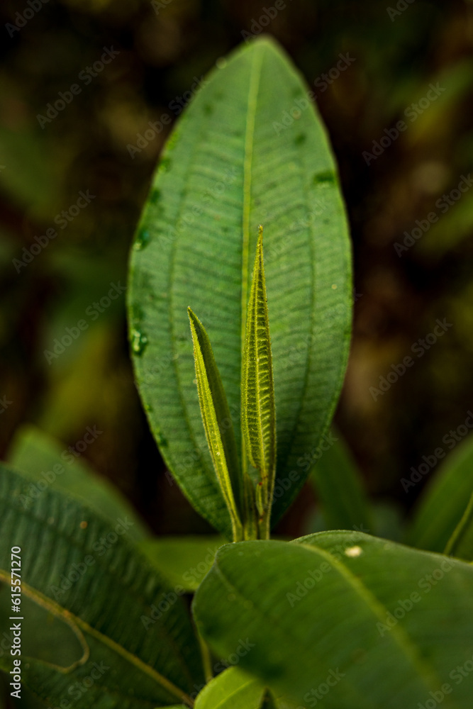 close up of green leaf close up of green leaf