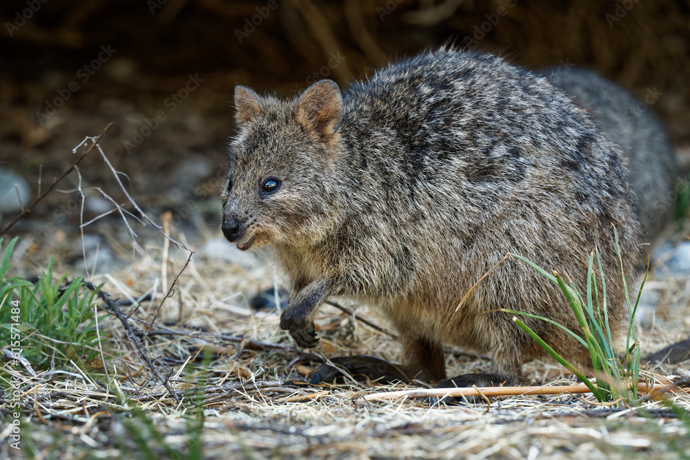 Quokka - Setonix brachyurus small macropod size of domestic cat, Like marsupials kangaroo and wallaby is herbivorous and mainly nocturnal, smaller islands off the coast of Western Australia, cute pet