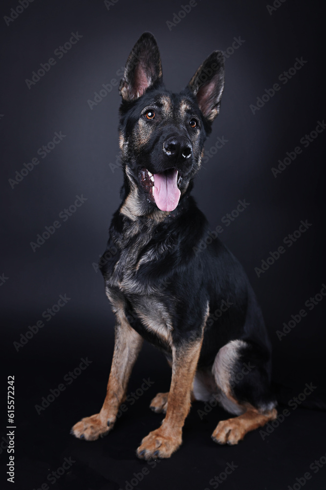 Cute German Shepherd Dog tongue out