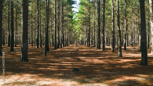 A symmetrical forest with needles and sand on the floor in tokai forest, Cape Town photo