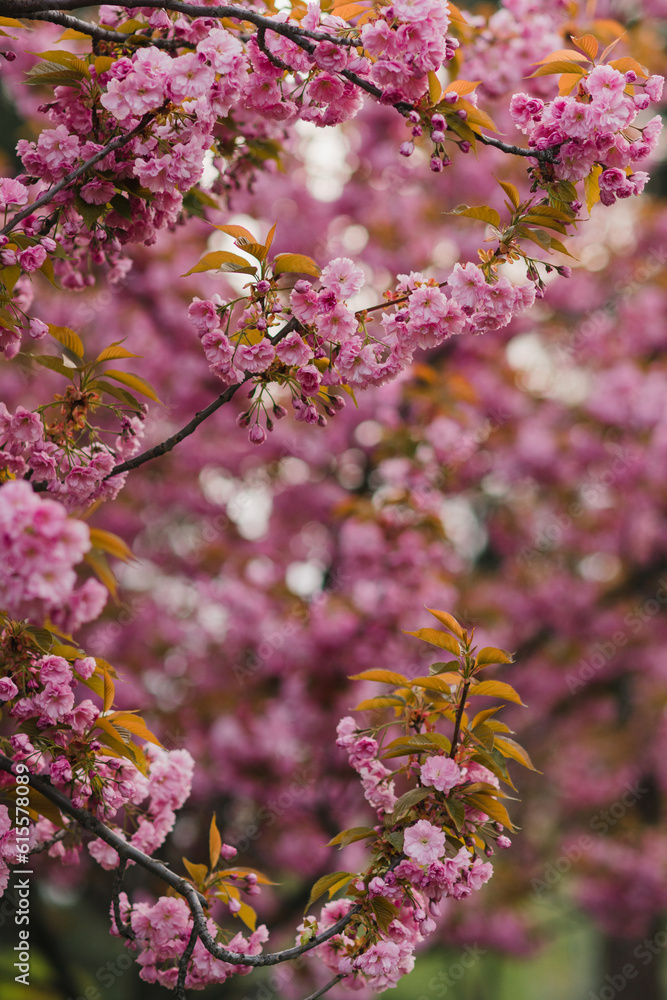 Pink sakura blossom background. Fresh nature background on spring sunny day with copy space. Freshness, art, inspiration, beauty concept. Pink sakura blossom background. Fresh nature background on spring sunny day with copy space. Freshness, art, inspiration, beauty concept.