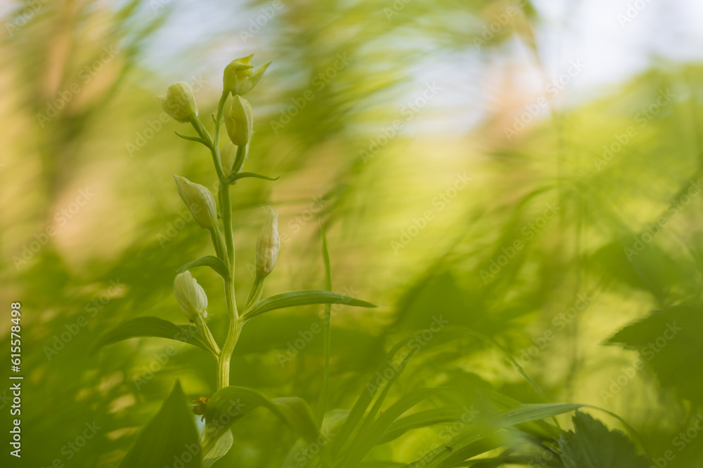 Naklejka premium Beautiful wild orchid White Okrotice - Cephalanthera damasonium in a meadow. Nice bokeh in the background.