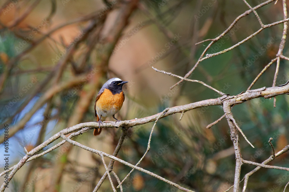 Collared redstart on a branch in the forest Collared redstart on a branch in the forest