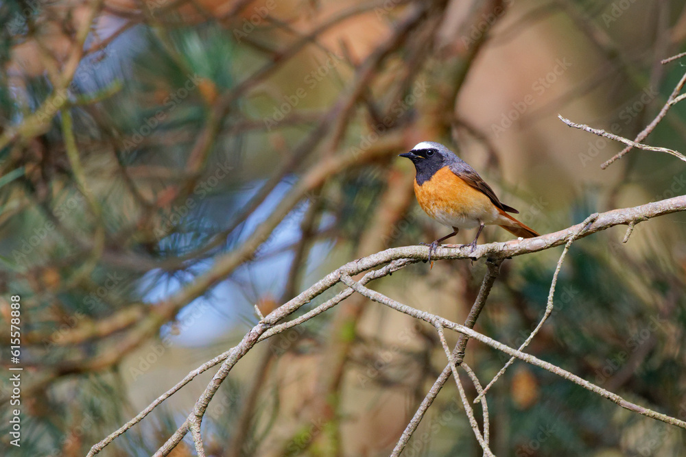 Collared redstart on a pine branch in the forest Collared redstart on a pine branch in the forest