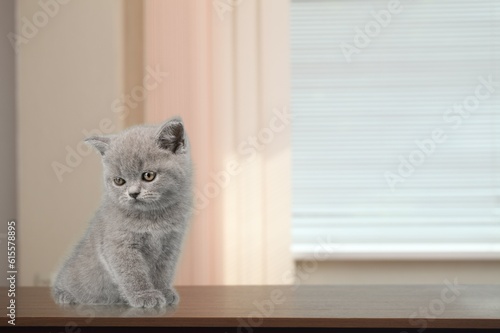 Cute young cat relax in living room