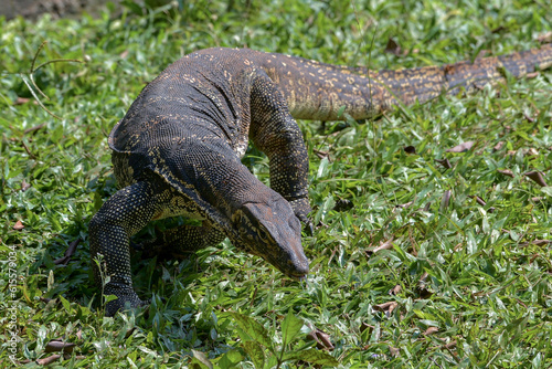 Big monitor lizard walking on a grass © DS light photography