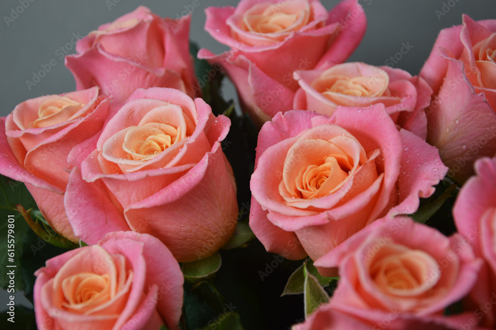 Roses - pink orange and peach flowers with green leaves. Beautiful floral background.