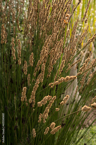 View of a South African Chondropetalum tectorum, also known as Bamboo Rush, yellow flowers blooming in the garden.