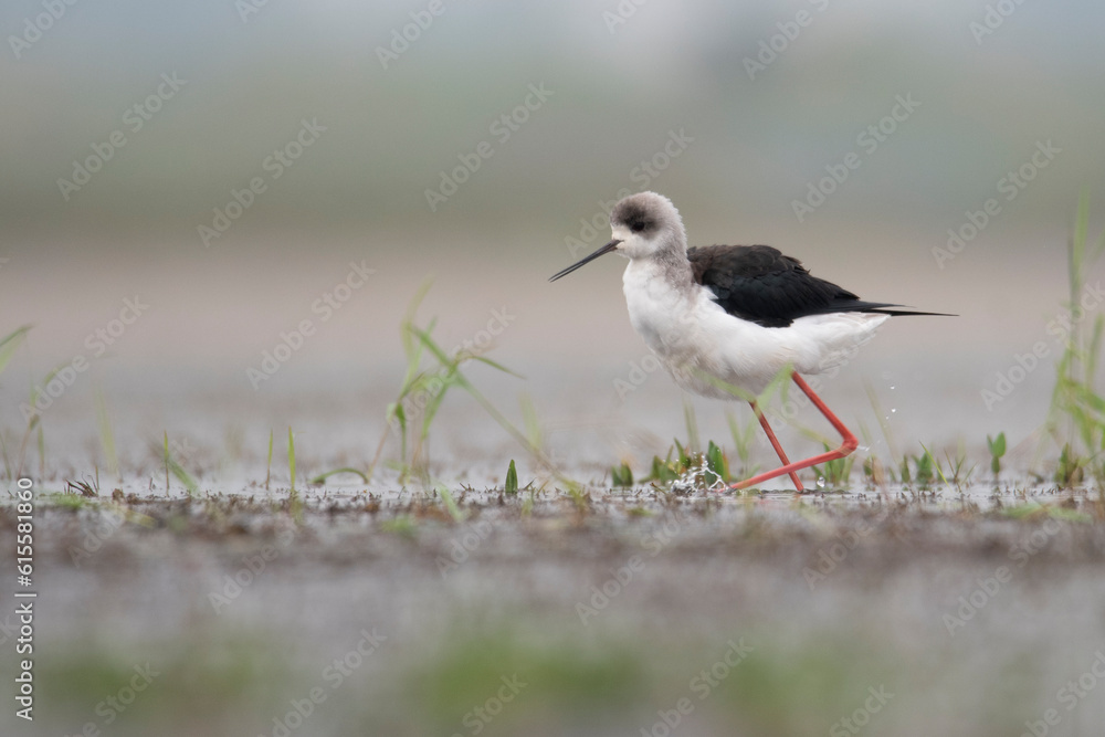 Flocks of Black winged stilt bird, birds of bangladesh migratory birds from baikka beel, Moulvibazar, Bangladesh
Flocks of Black winged stilt bird, birds of bangladesh migratory birds from baikka beel, Moulvibazar, Bangladesh