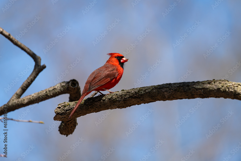 Male northern cardinal perched on a branch Male northern cardinal perched on a branch
