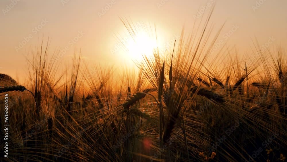 Barley sunset played with sunlight. Barley field blowing in the wind at sunset or sunrise. Sunset on the barley field. Ecological disaster of drought Barley sunset played with sunlight. Barley field blowing in the wind at sunset or sunrise. Sunset on the barley field. Ecological disaster of drought