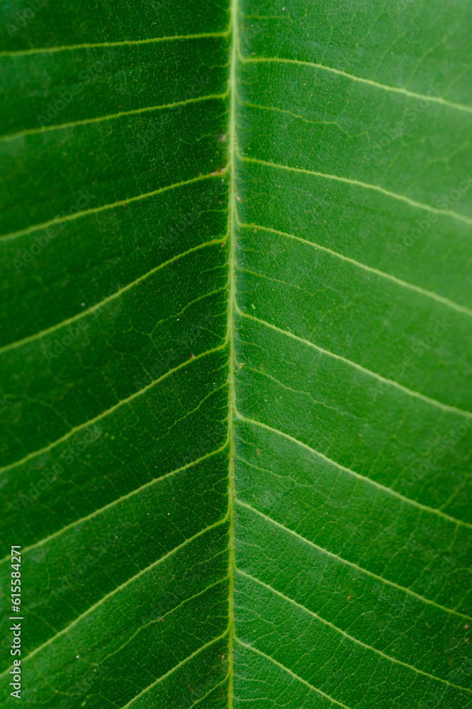 Obraz premium green leaf background