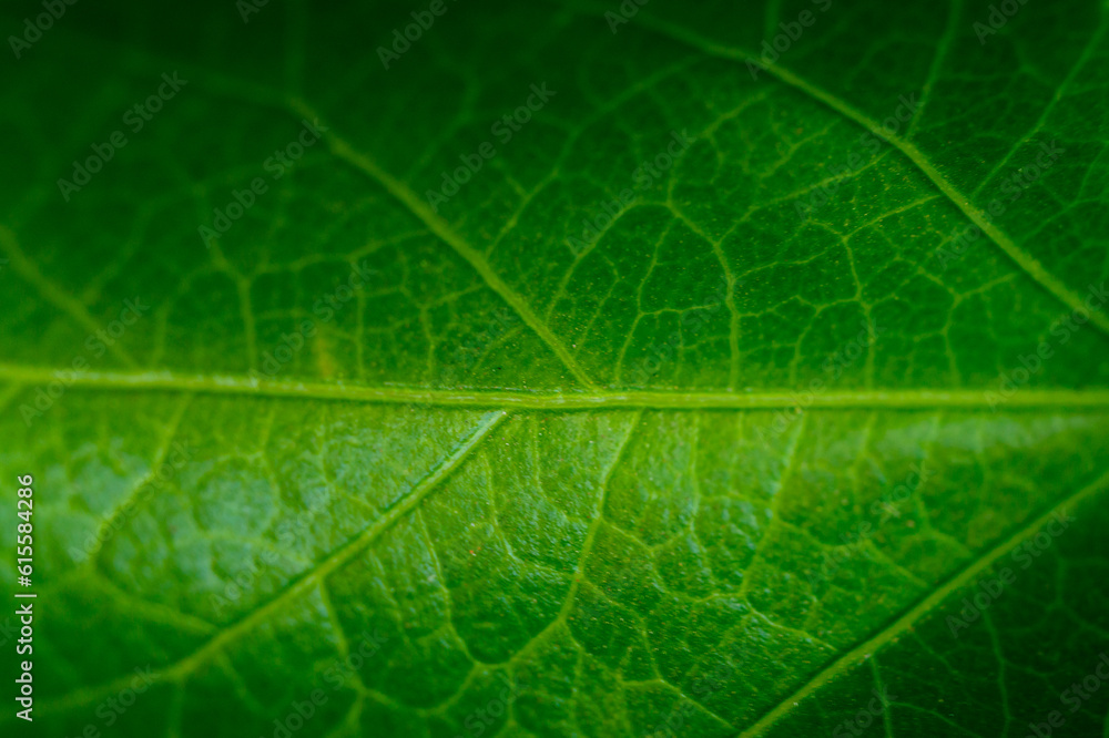 green leaf texture green leaf texture