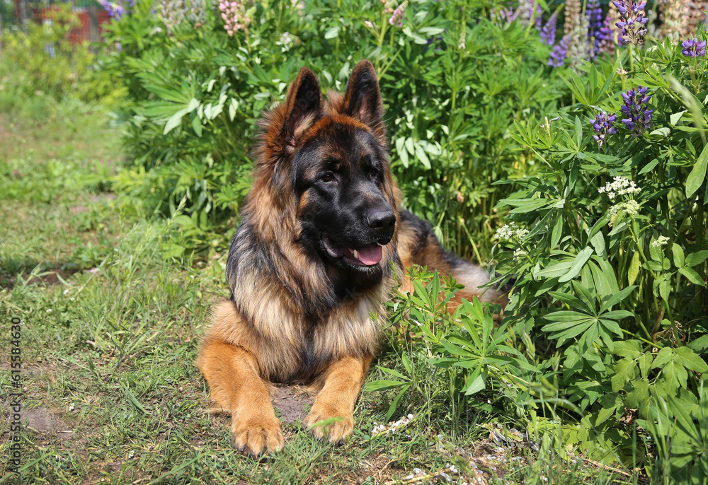 German shepherd dog lies in the green grass in nature. German shepherd dog lies in the green grass in nature.