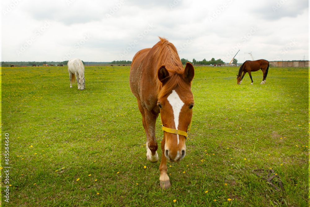 gray and brown hoarses graze on green summer meadow full body photo gray and brown hoarses graze on green summer meadow full body photo
