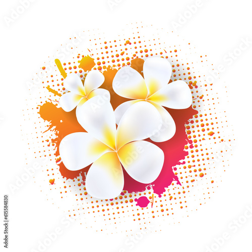 frangipani flower illustration