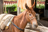 Equus asinus × Equus caballus - Mule, typical pack animal used in Colombian farms