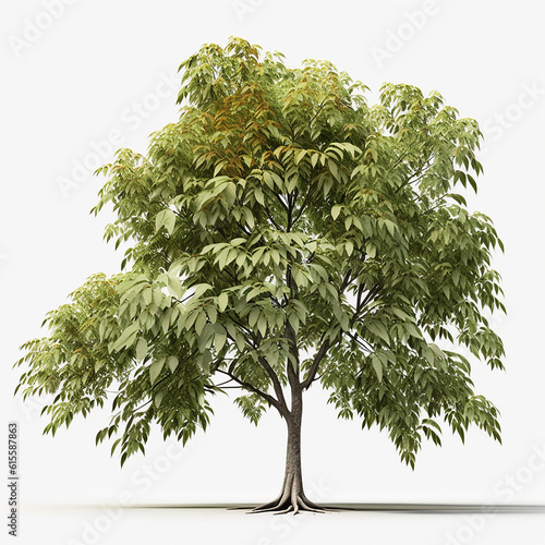 Shagbark hickory tree isolated white background AI Generated image