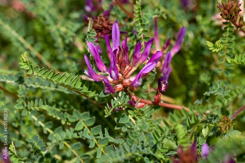 Montpellier milkvetch, Astragalus monspessulanus