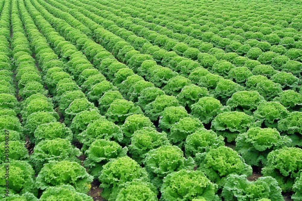 sprawling field filled with vibrant green lettuce plants