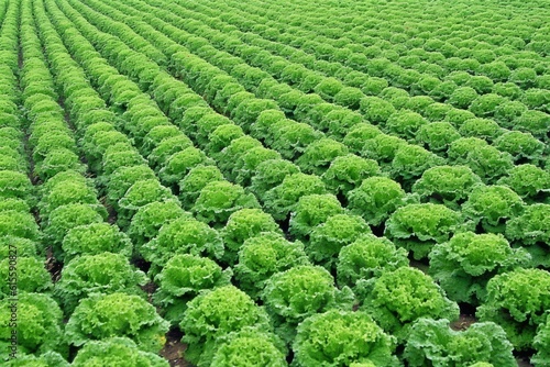 sprawling field filled with vibrant green lettuce plants © 2rogan