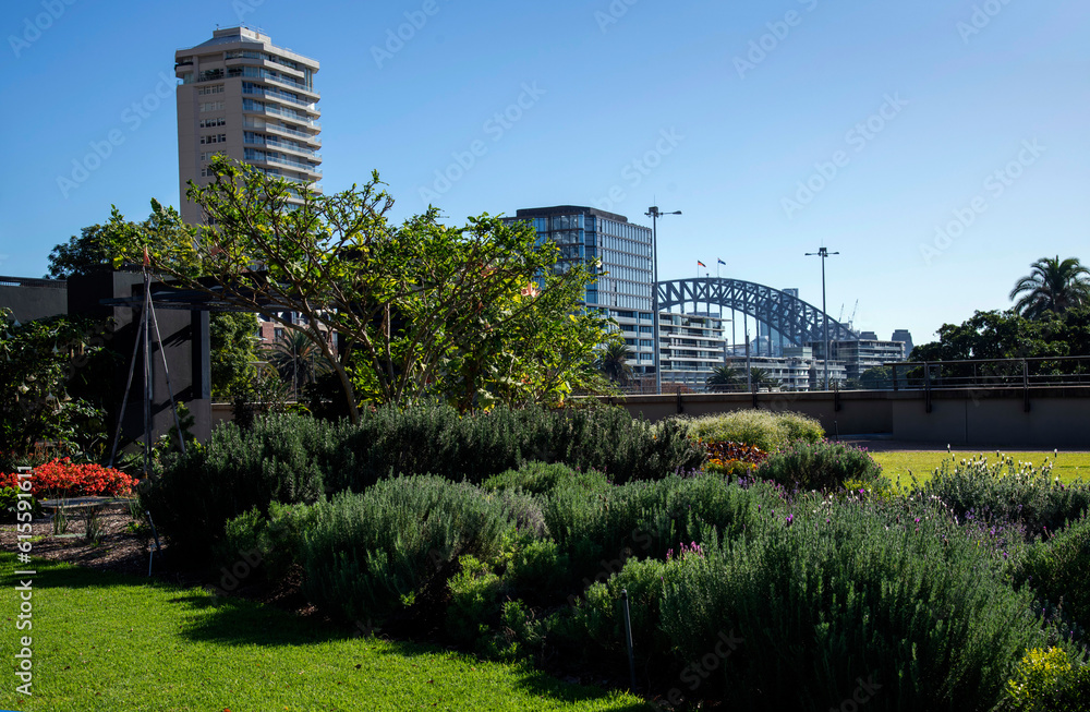 Sydney Harbour Bridge from Royal Botanic Garden Sydney Harbour Bridge from Royal Botanic Garden