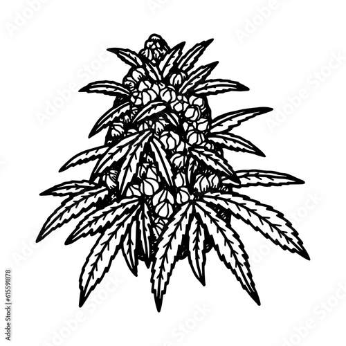 Cannabis flower bud sketch. Marijuana botanical drawing. Hand drawn realistic vector illustration