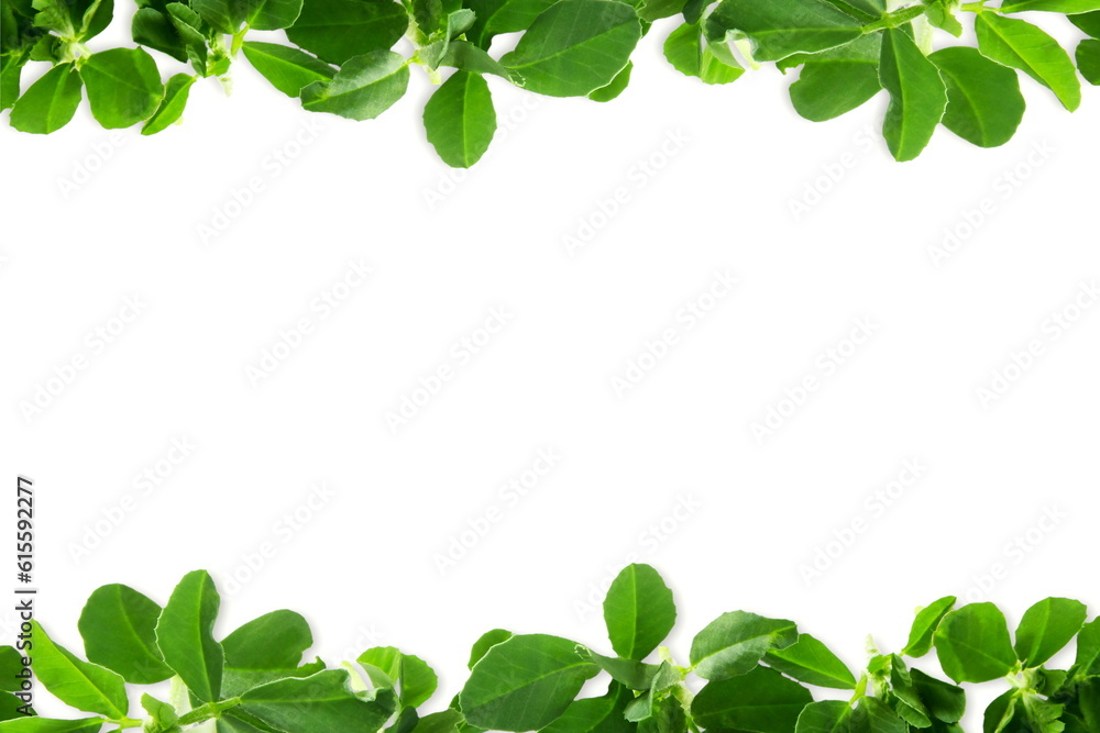 fresh fenugreek plant leaves texture as frame in white background,selective focus,copy space