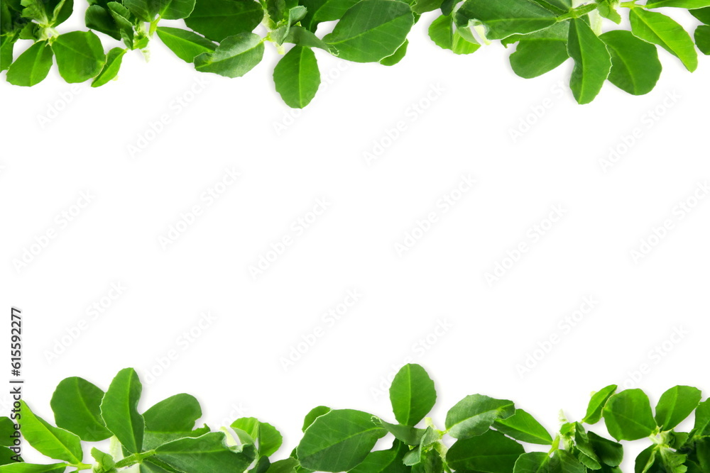 fresh fenugreek plant leaves texture as frame in white background,selective focus,copy space fresh fenugreek plant leaves texture as frame in white background,selective focus,copy space