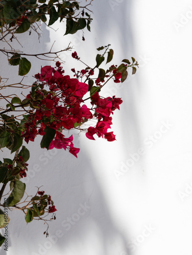 Smooth bougainvillea. Ornamental shrub isolated on a white blurred background. Twigs of the bush casting a shadow on the wall. photo