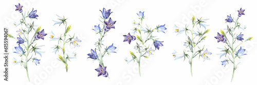 Bluebells, campanula, bellsflower plant. White and blue flowers.Stock illustration on a white background. Hand painted in watercolor.