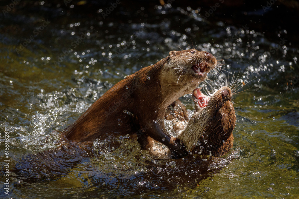 Obraz premium Clash of otters. European river otters, Lutra lutra, fighting in water, splashing water drops around. Endangered fish predator in nature. Action in wild nature. Natural behavior, matting season.