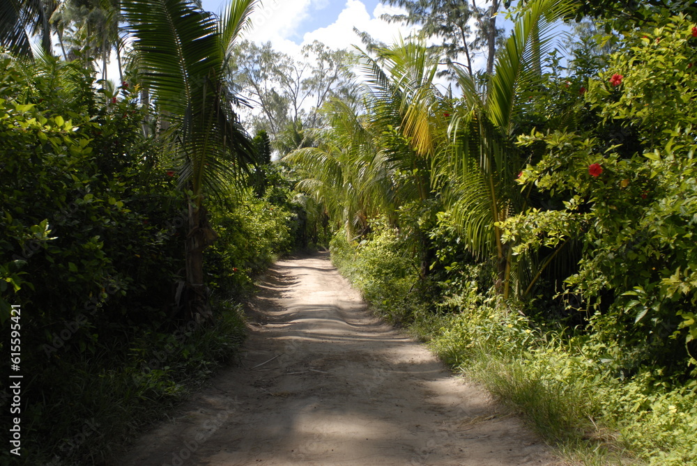 Pathway on a Tropical Island of the Seychelles Pathway on a Tropical Island of the Seychelles
