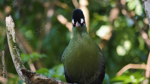 Close up of a  hartlaub's touraco, African bird  sitting on a branch and grooming it self photo