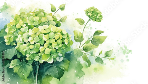 floral watercolor background green hydrangea flower