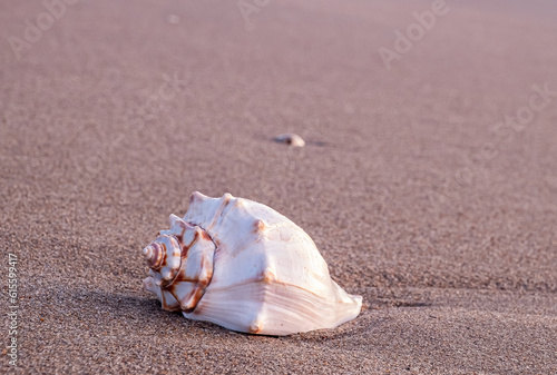 Conch shell on beach with waves.