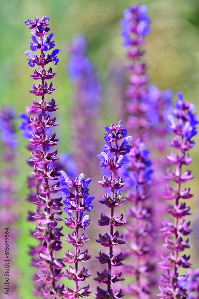 Łodygi i kwiaty dziko rosnącej szałwii (Salvia) Łodygi i kwiaty dziko rosnącej szałwii (Salvia)