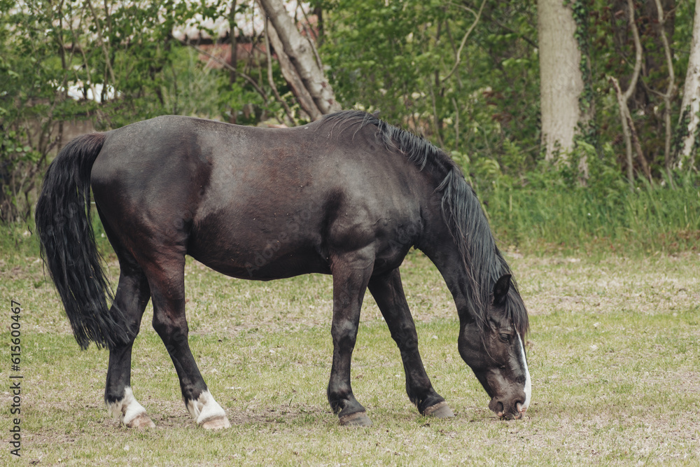 black horse,black horse grazing in the pasture,black horse portrait outside black horse,black horse grazing in the pasture,black horse portrait outside