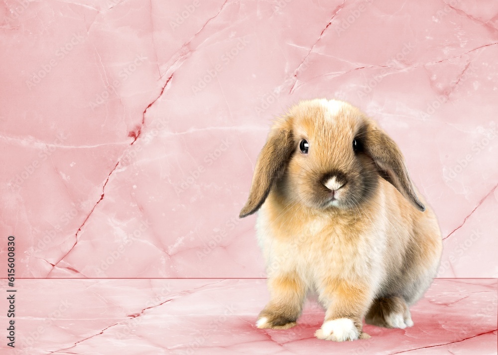 Fototapeta premium Baby cute rabbit sitting on color background.