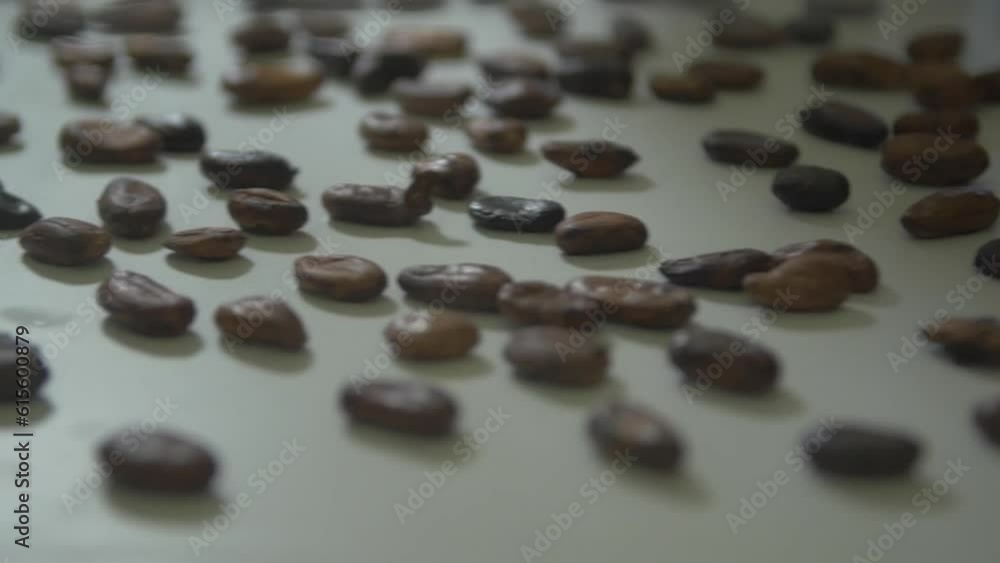 static close up shot of lots of unpeeled cocoa beans sliding down a conveyor belt static close up shot of lots of unpeeled cocoa beans sliding down a conveyor belt