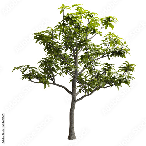 Front View Green Tree Avocado Cut Out. Realistic 3D Render.