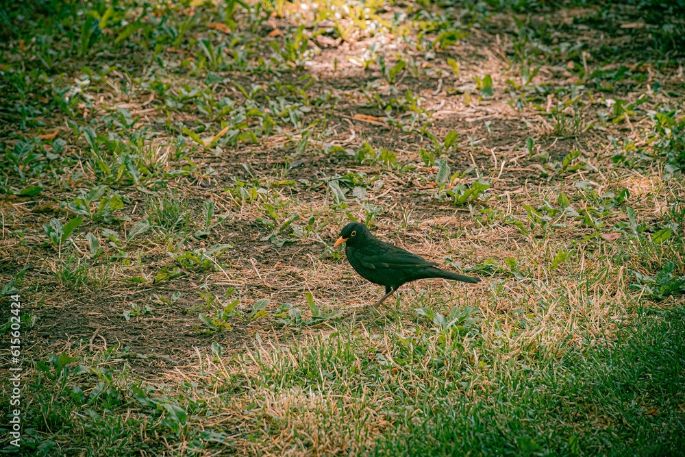 Fototapeta premium black bird in the grass