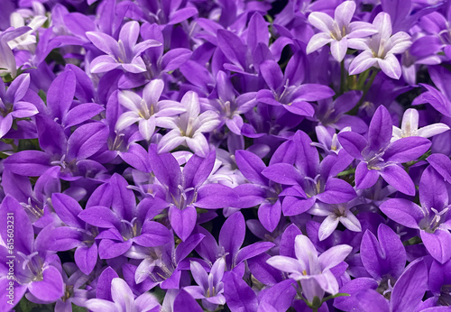 Purple flower Dalmatian Bellflower, Campanula portenschlagiana, close up background. Purple bell flowers in summer garden.