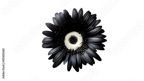 black flower on isolated white background